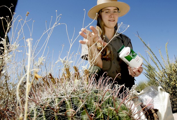 Native plants are valuable resource for desert dwellers